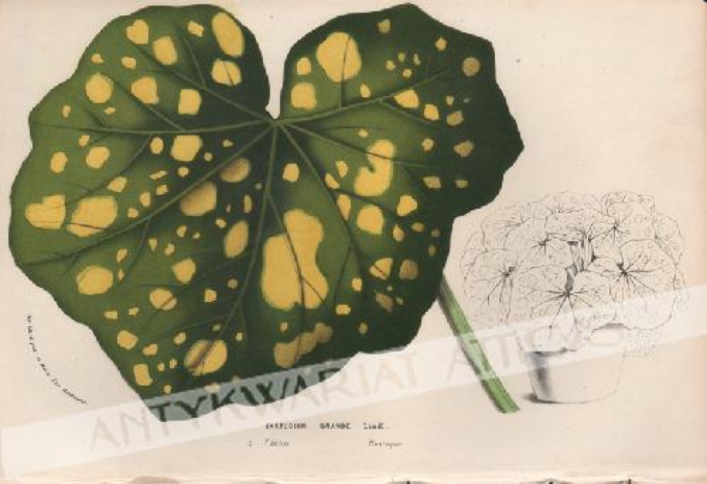 [rycina, 1857] Farfugium Grande Lindl. [rodzina astrowate]