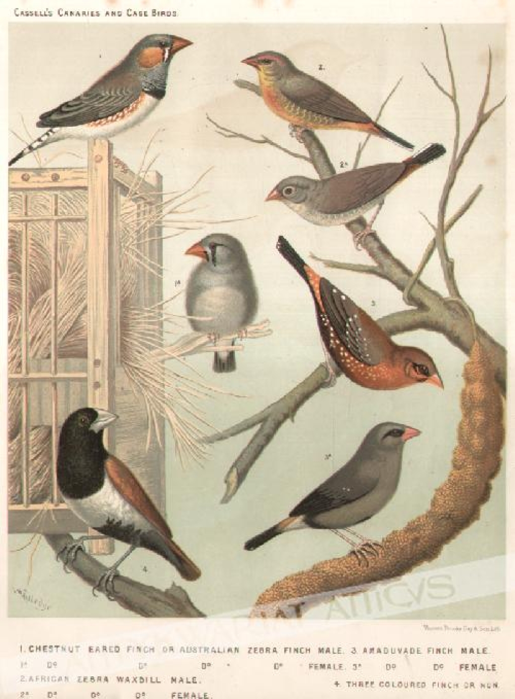 [rycina, ok. 1880]  1. Chestnut eared finch or Australian Zebra Finch Male2. African Zebra Waxbill Male3. Amaduvade Finch Male4. Three Coloured Finch Or Nun