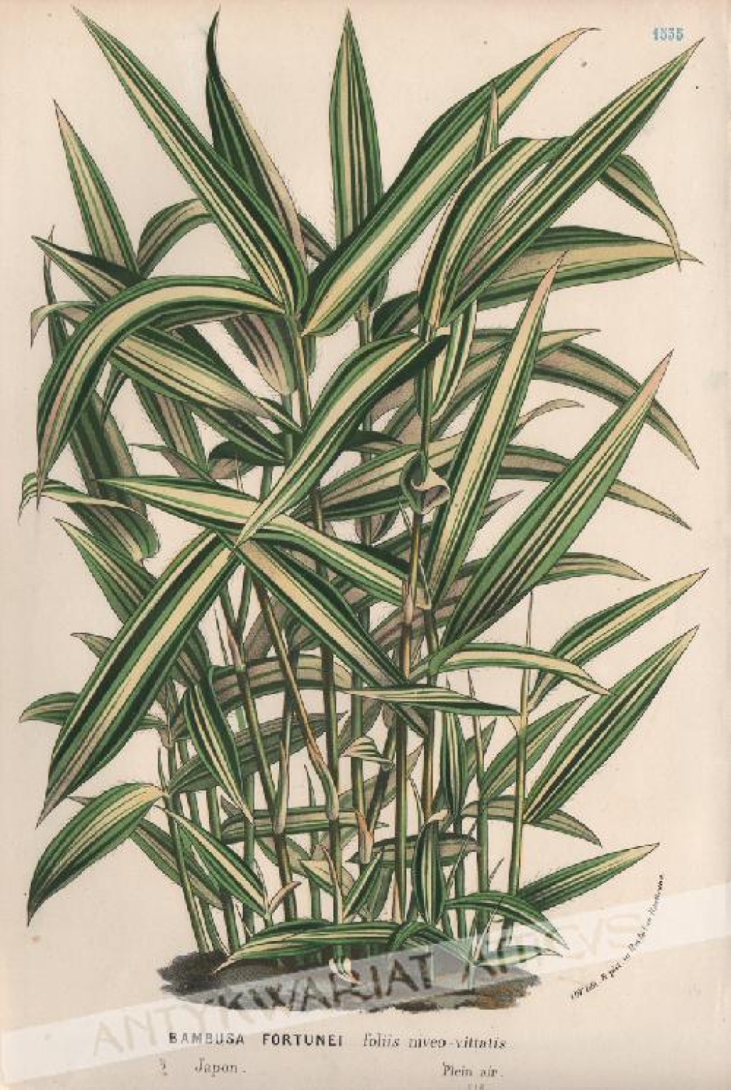 [rycina, ok.1880] Bambusa Fortunei [rodzina wiechlinowate, trawy]