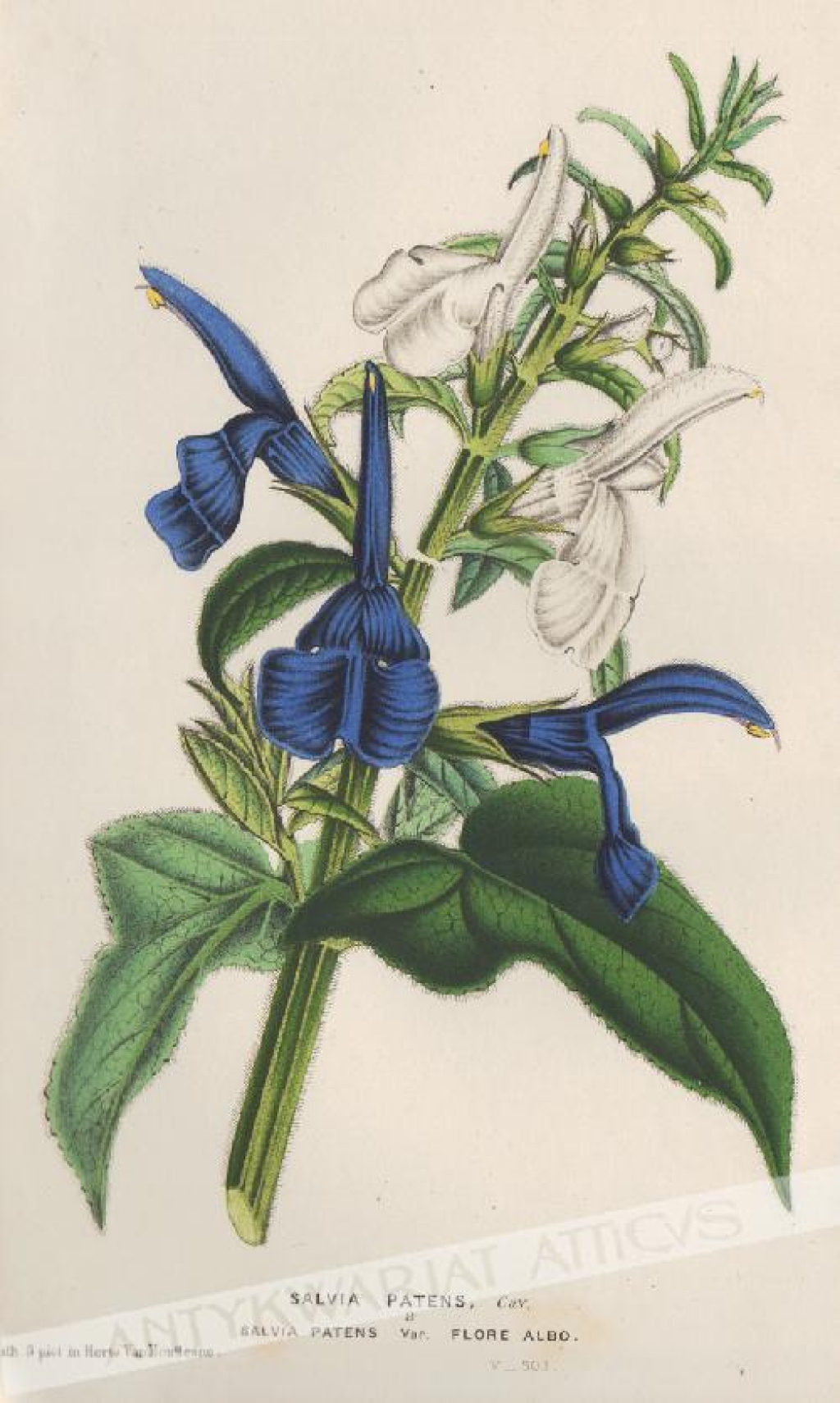 [rycina, 1849] Salvia Patens [szałwia otwarta]