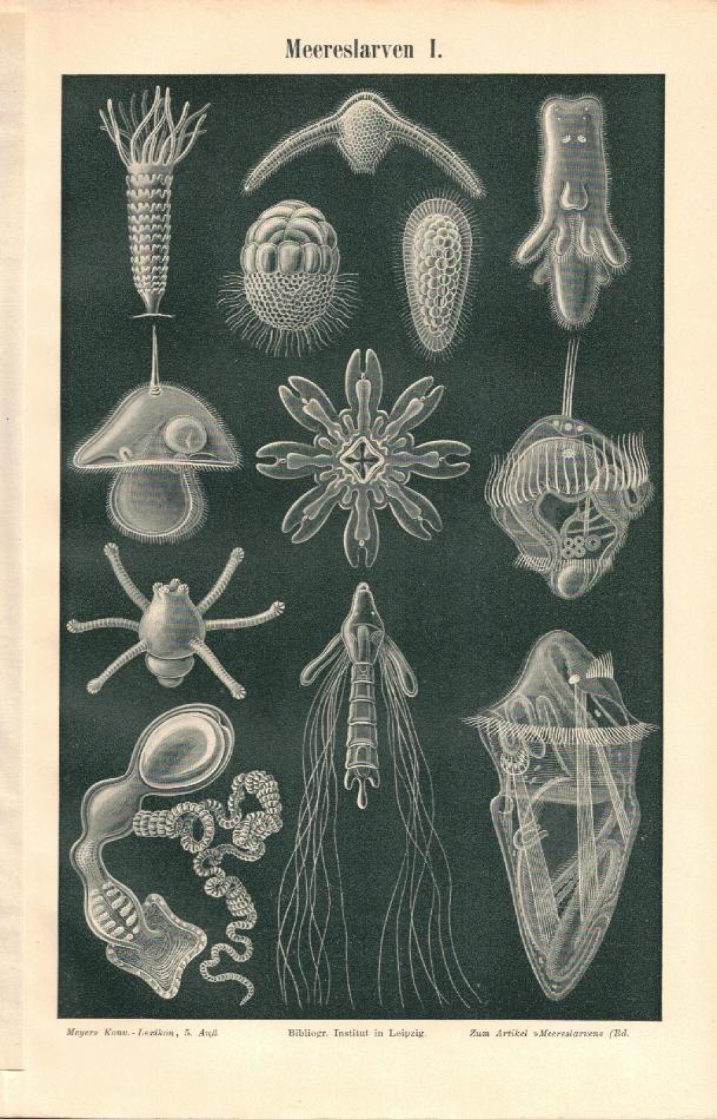 [ryciny, 1897] Meereslarven I-II [drobna fauna morska]