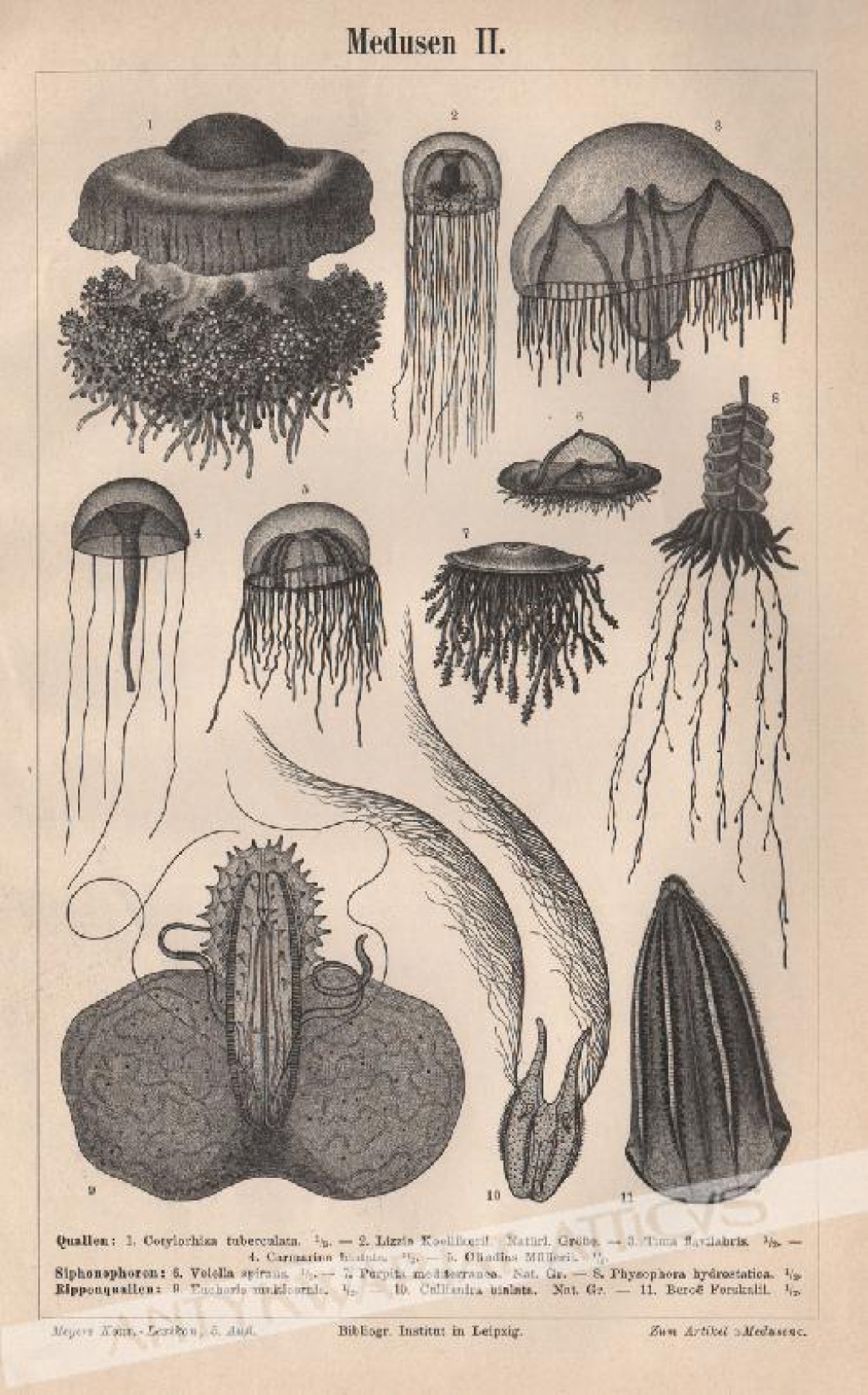 [rycina, ok. 1896] Medusen II [Meduzy]