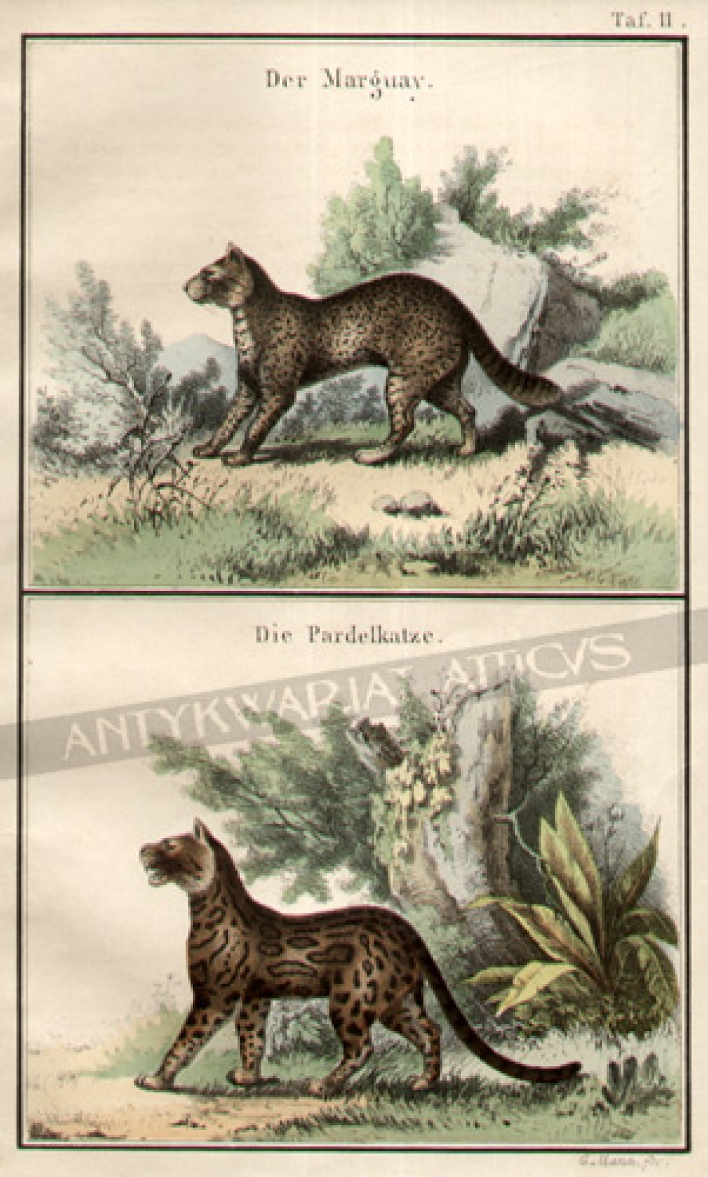 [rycina, 1857] Der MarguayDie Pardelkatze [Margaj i Ocelot]