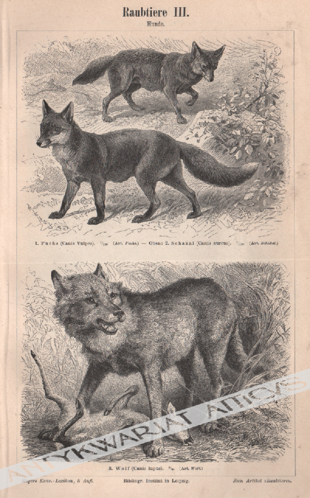 [rycina, 1897] Hunde [Psowate]:1. Fuchs (Canis Vulpes) [Lis pospolity]2. Schakal (Canis aureus) [Szakal złocisty]3. Wolf (Canis lupus) [Wilk szary]