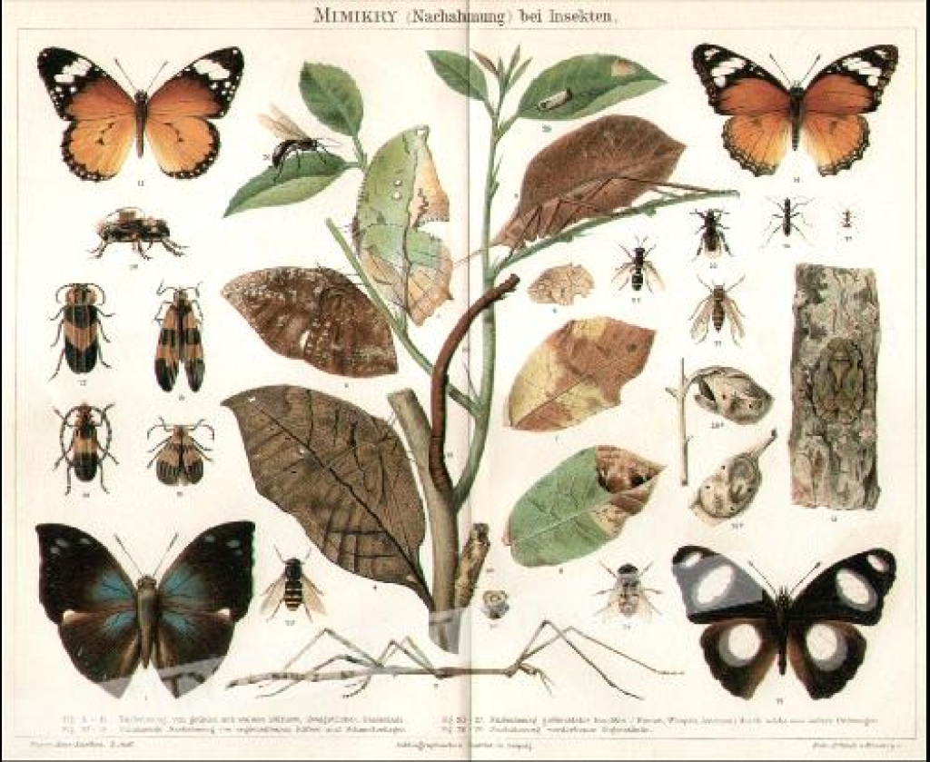[rycina, 1897] Mimikry (Nachahmung) bei Insekten  [mimikra wśród owadów]