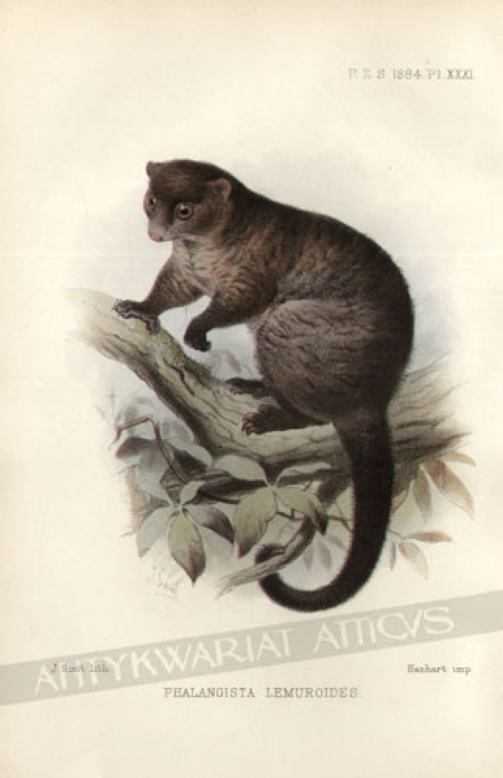 [rycina, 1887] Phalangista Lemuroides[Lemur]
