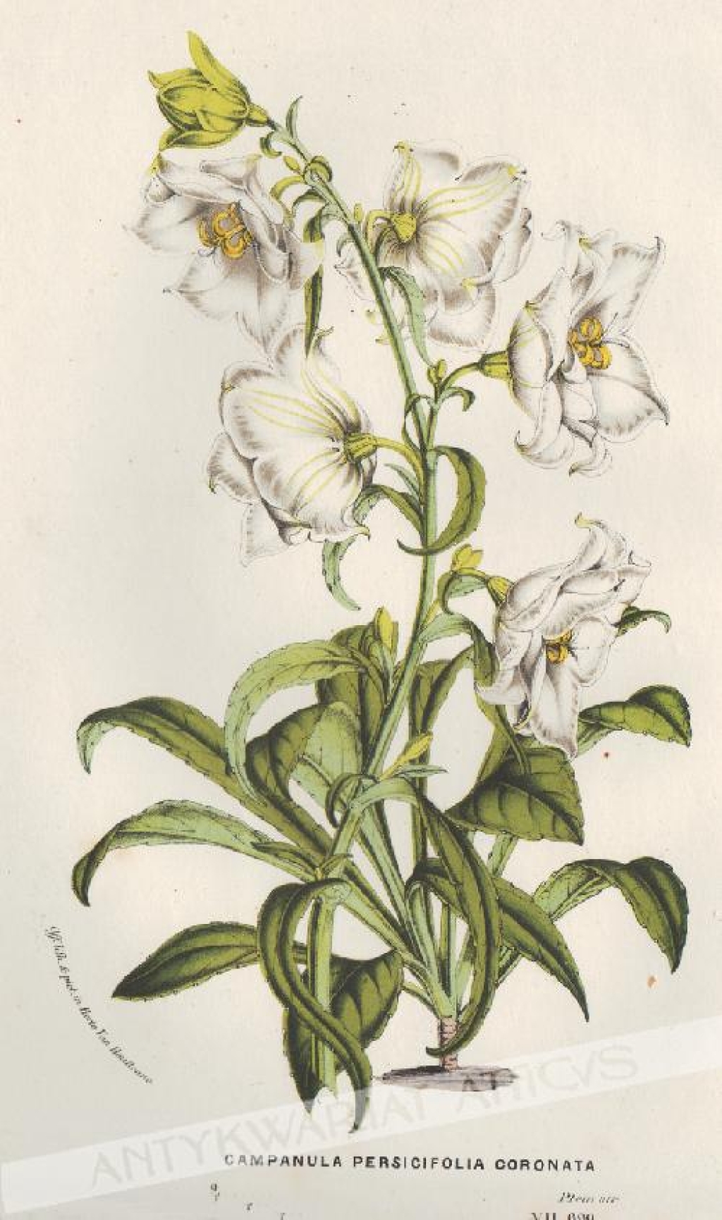 [rycina, 1852] Campanula Persicifolia Coronata [Dzwonek brzoskwiniolistny]