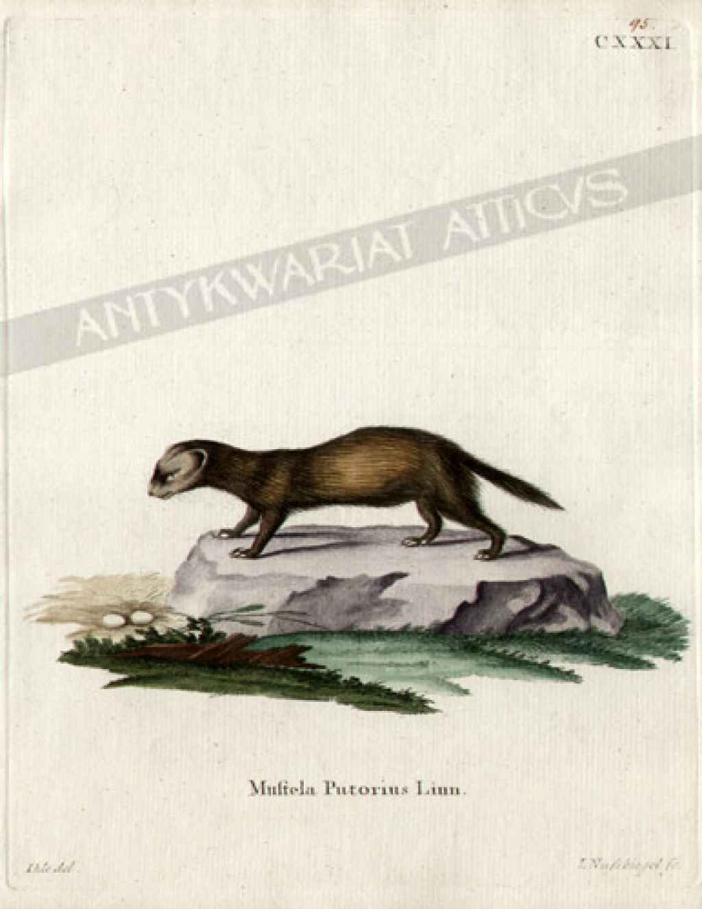 [rycina, ok.1775] Mustela Putorius Linn [Tchórz zwyczajny]