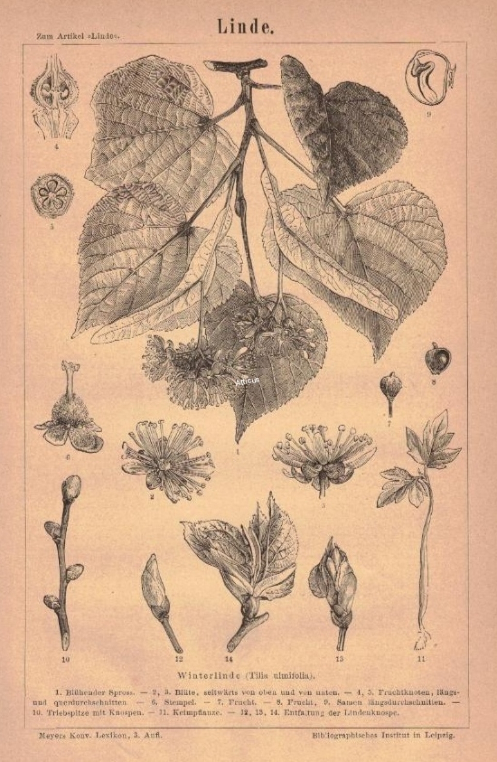 [rycina, 1877] Linde  [Lipa drobnolistna]