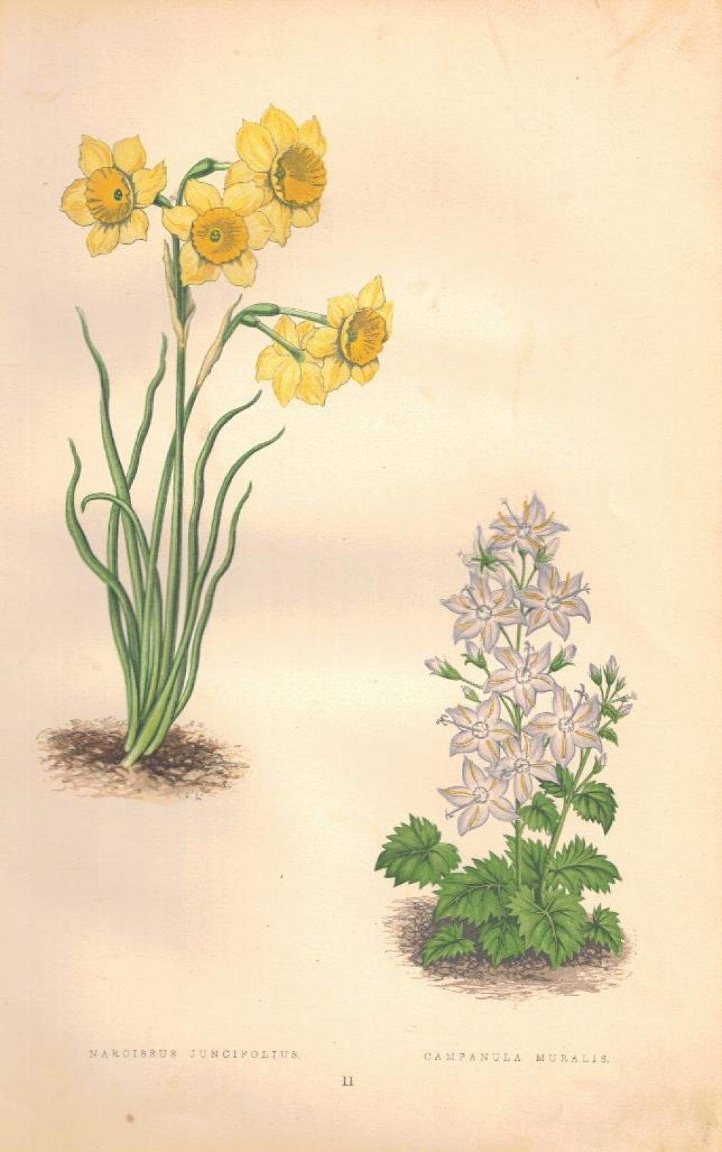 [rycina, 1873] Narcissus Juncifolius (Narcyz żonkil) Campanula Muralis (Dzwonek dalmatyński)