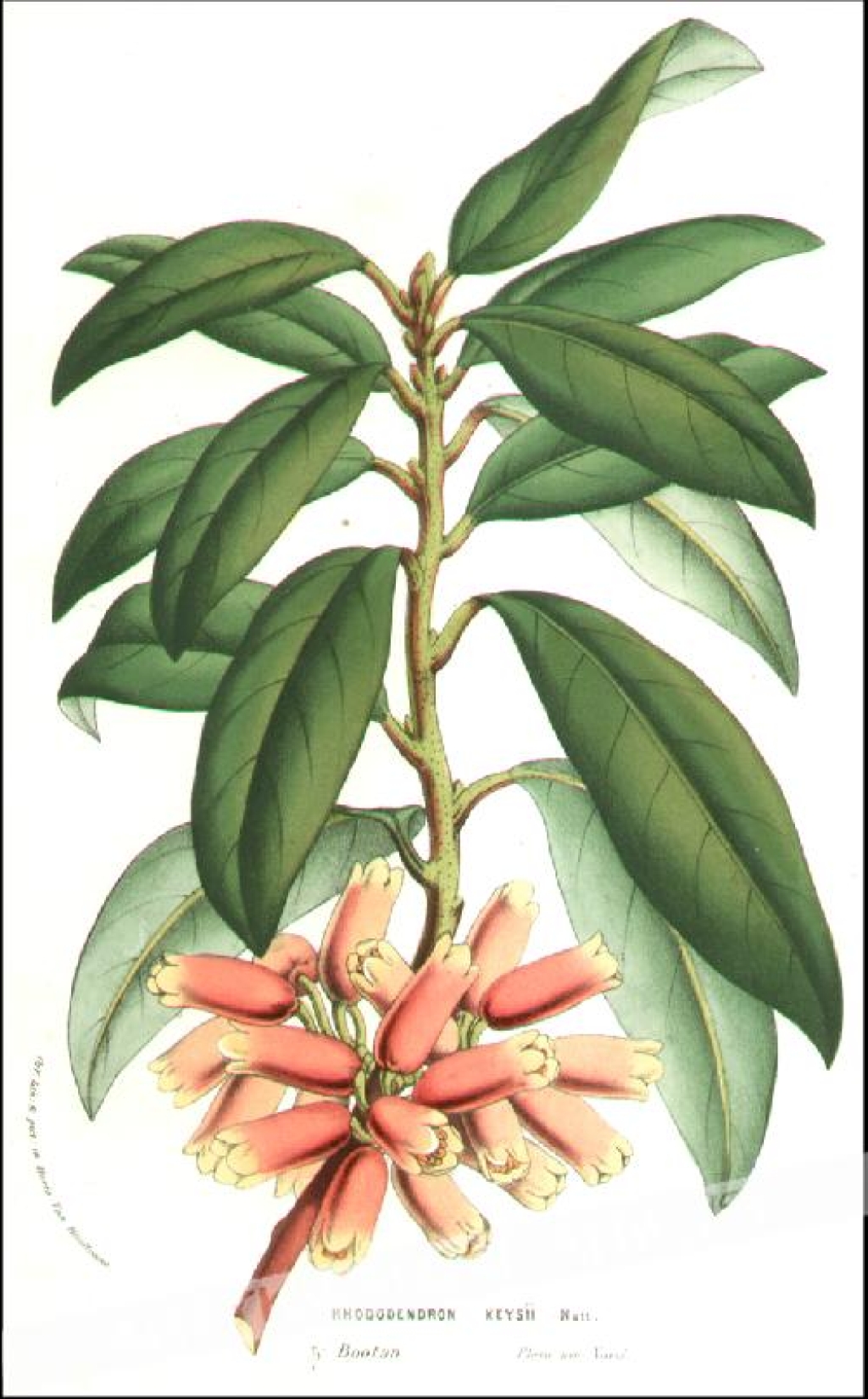 [rycina, ok.1880] Rhododendron Keysii
