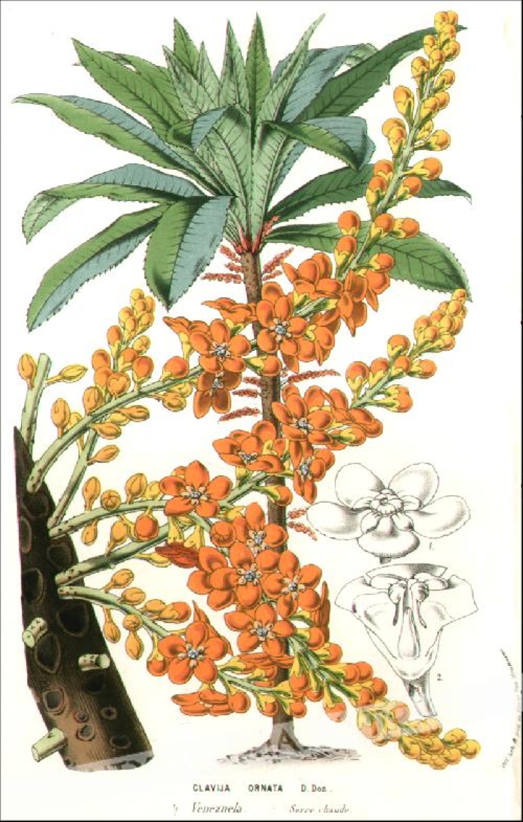 [rycina, ok. 1845] Clavija Ornata [rodzina Theophrastaceae]