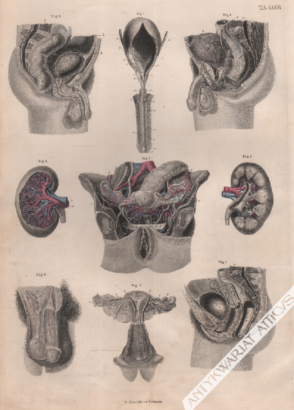 [rycina, 1871] Harn- und Geschlechtsorgane (tab.XXXVI)