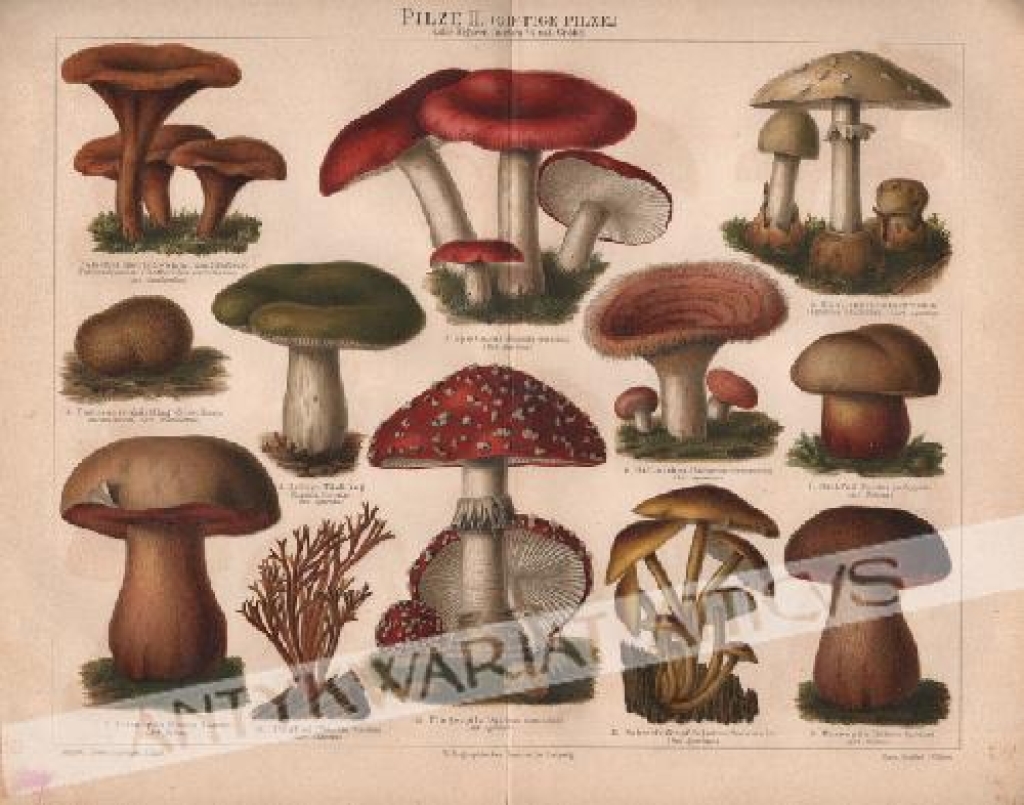 [ryciny, 1908] Pilze I-II. (Genießbare Pilze. Giftige Pilze), Alle Figuren in etwa 3/4 nat. Grose [grzyby jadalne trujące]