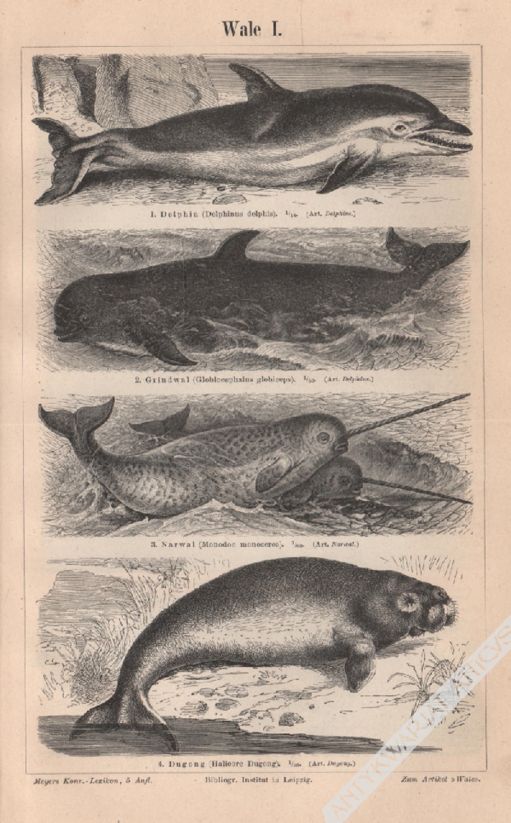 [rycina, 1897] Wale I.-II. [walenie]