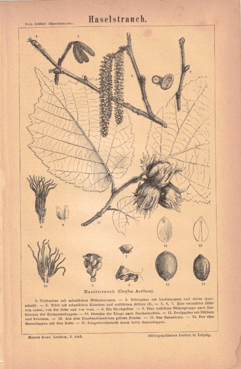 [rycina, 1875] Haselstrauch. [leszczyna pospolita, orzech laskowy]