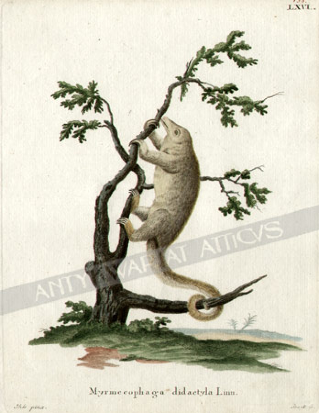 [rycina, ok.1775] Myrmecophaga didactyla Linn [Mrówkojadek, mrówkojad karłowaty]