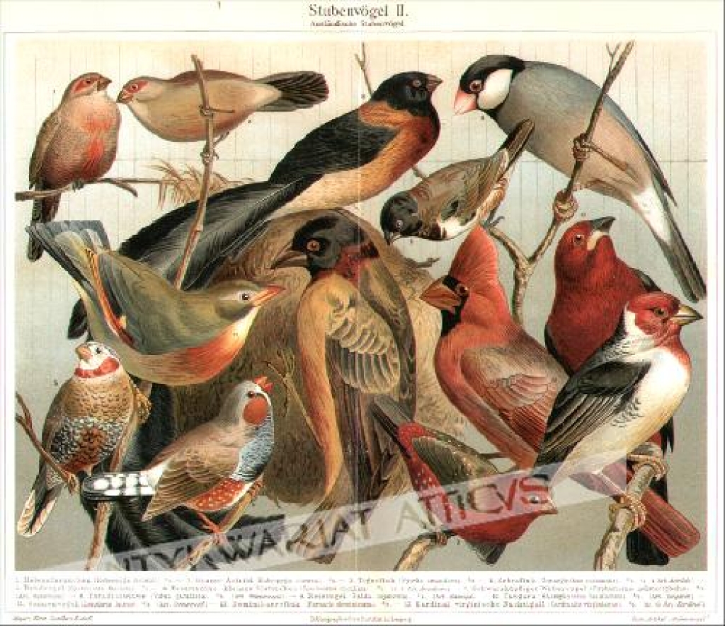 [rycina, 1897] Stubenvögel II. Auslandische Stubenvögel [ptaki ozdobne]