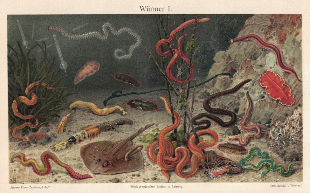 [ryciny, 1908] Würmer I-II. [robaki, Vermes]