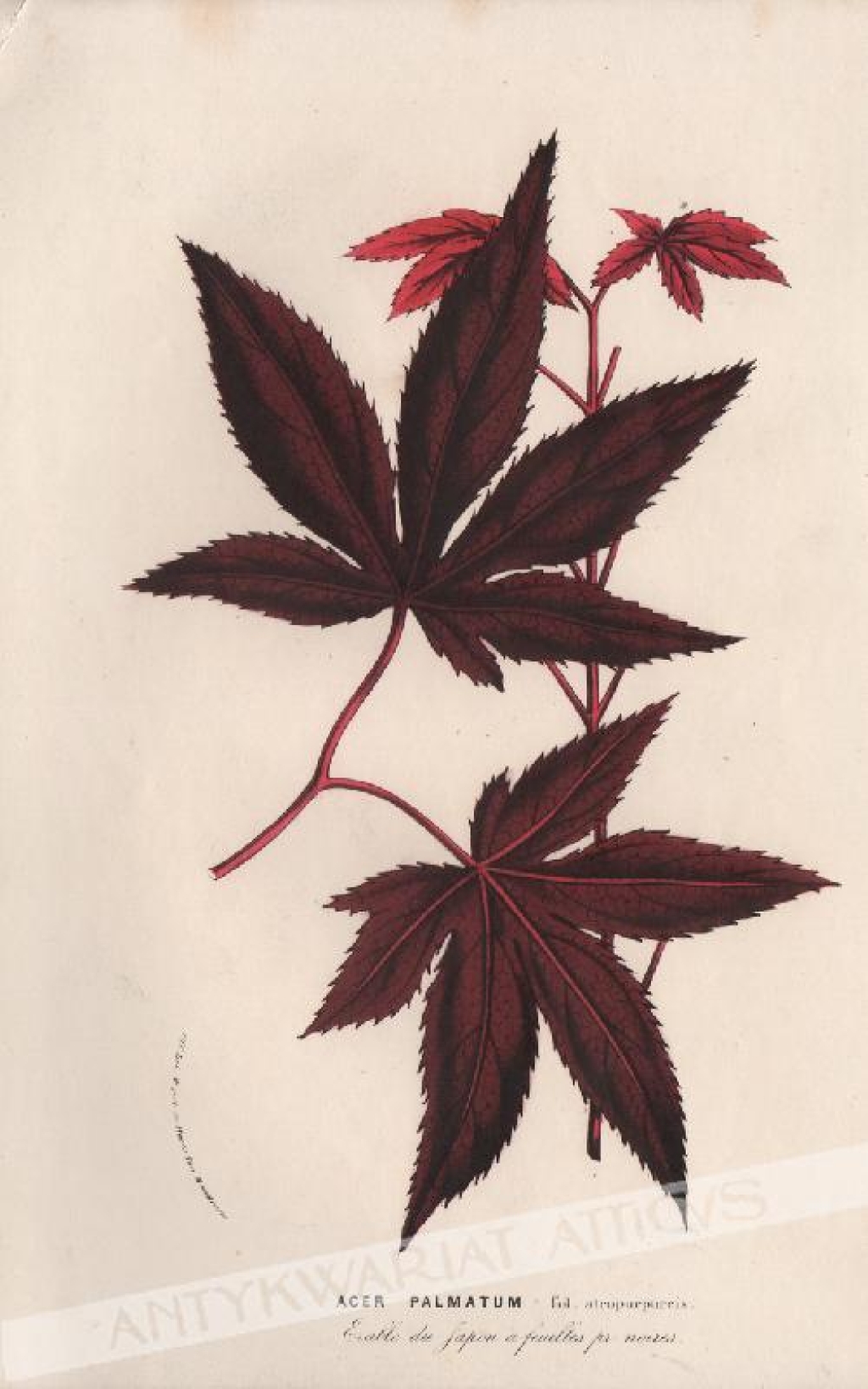 [rycina, ok. 1880] Acer Palmatum [Klon palmowy]
