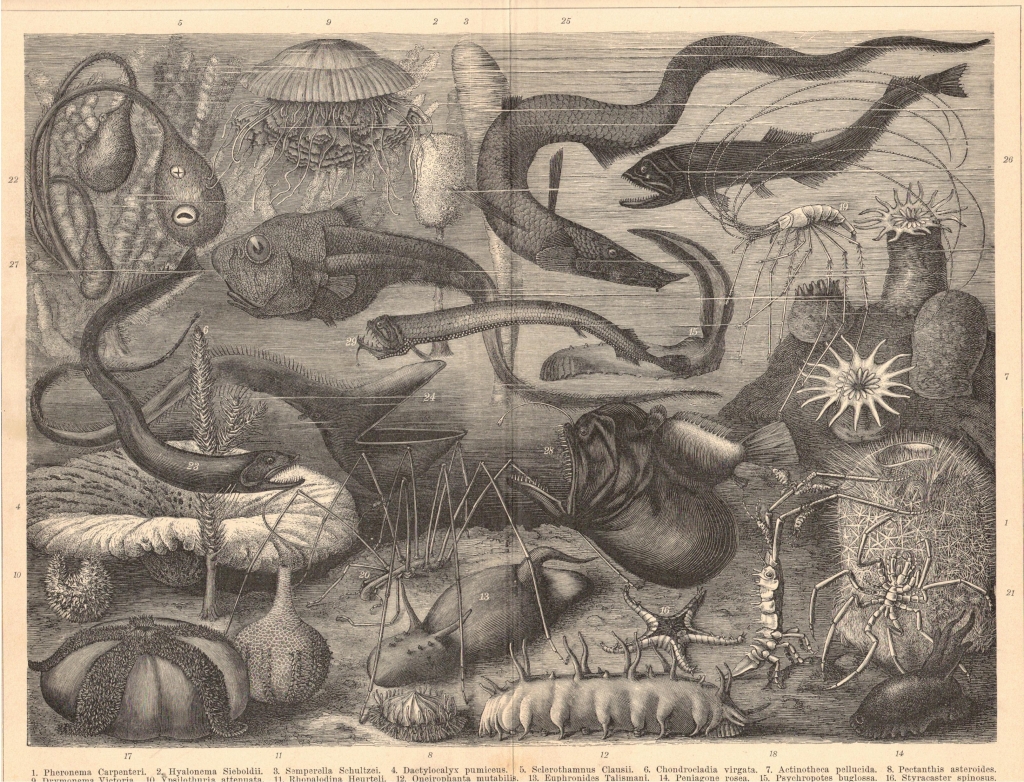 [rycina, 1898] Tiefseeleben [zwierzęta głębinowe]