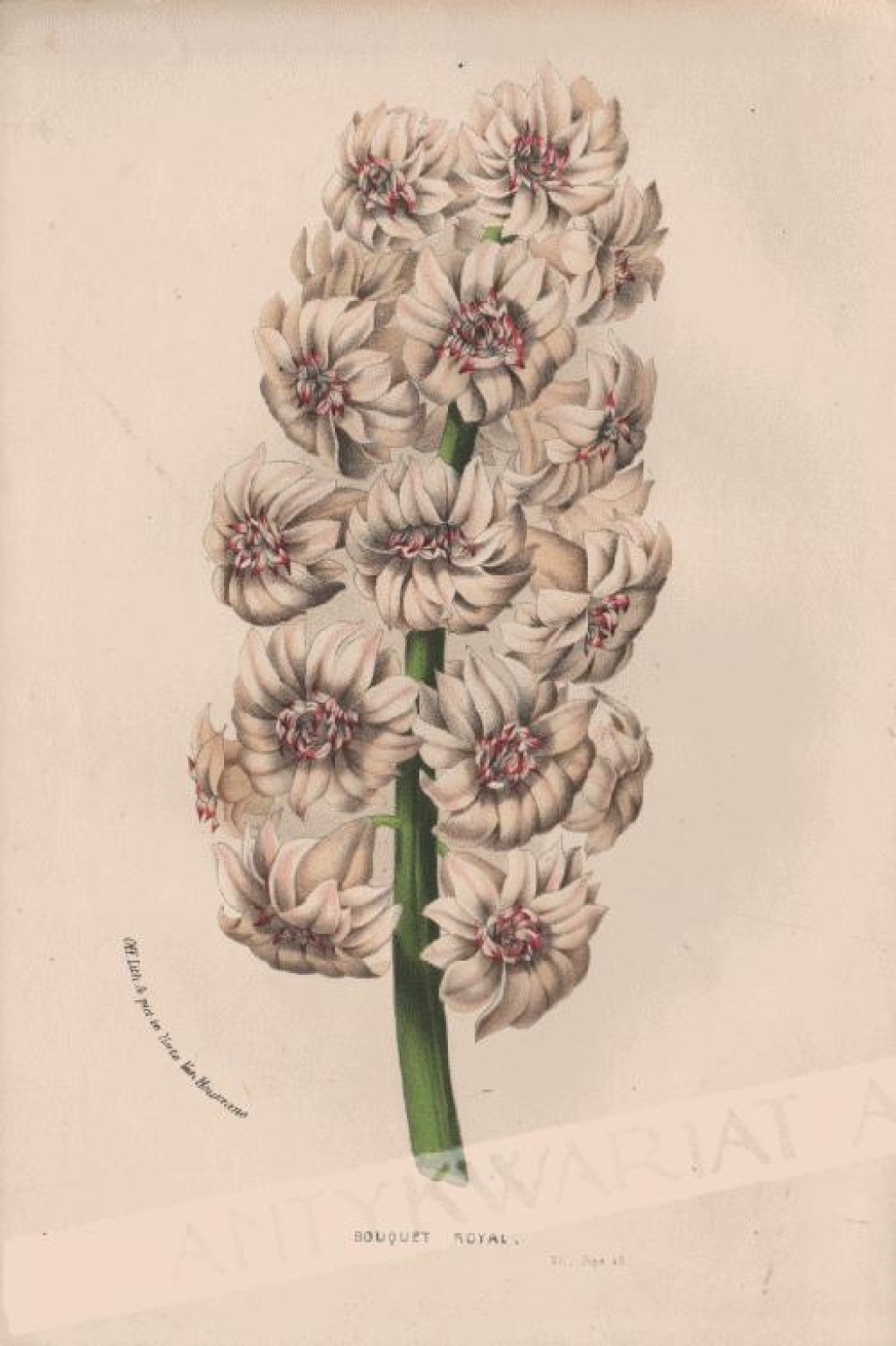[rycina, ok.1880] Bouquet Royal