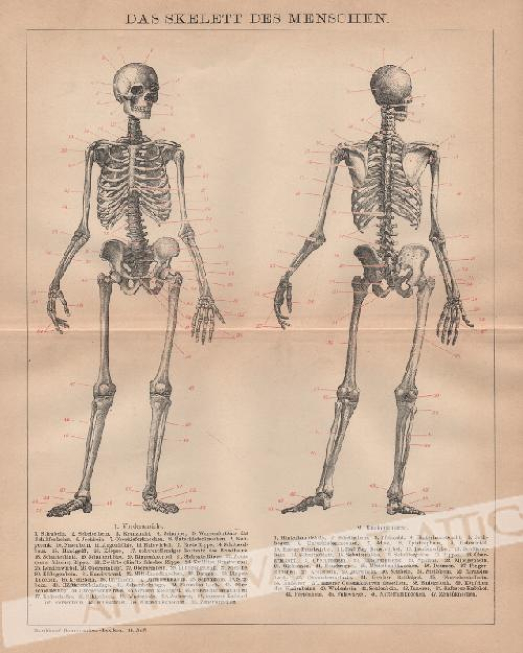 [rycina, 1898] Das Skelett des Menschen [szkielet człowieka] 