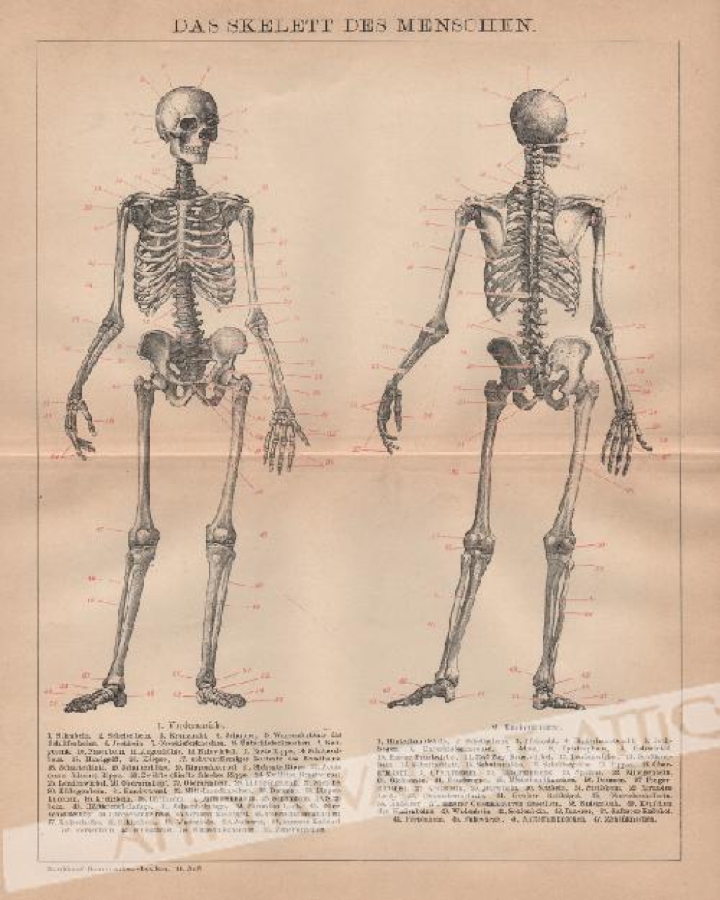 [rycina, 1898] Das Skelett des Menschen [szkielet człowieka]