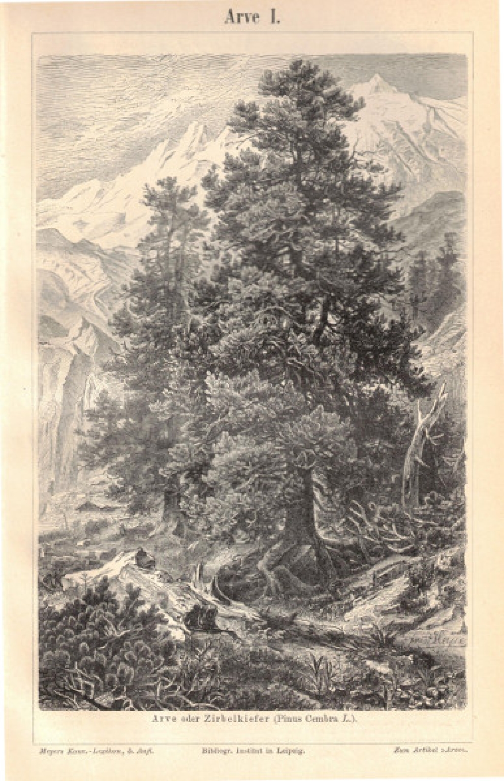 [rycina, ok. 1895] Arve oder Zirbelkiefer (Pinus Cembra L.) I-II [sosna]