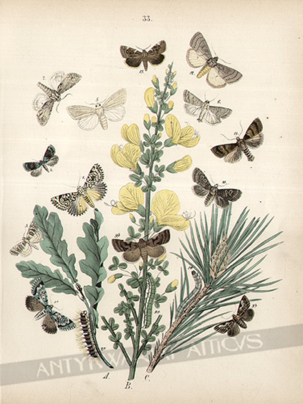 [rycina, 1882] [Motyle nocne z rodziny Prządkowate (Bombycoidae - Acronyctidae - Ortiiosidae)]