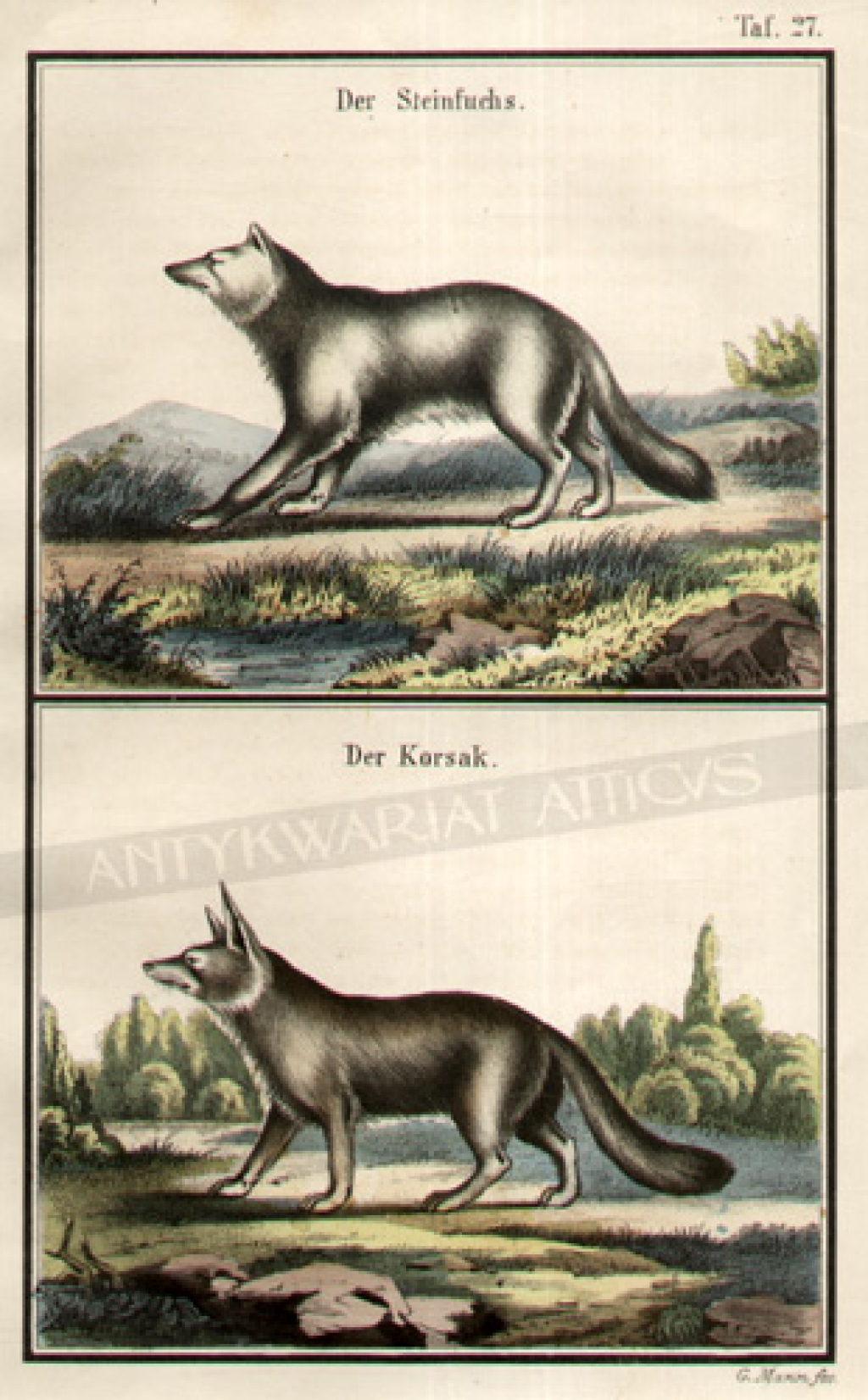 [rycina, 1857] Der SteinfuchsDer Korsak
