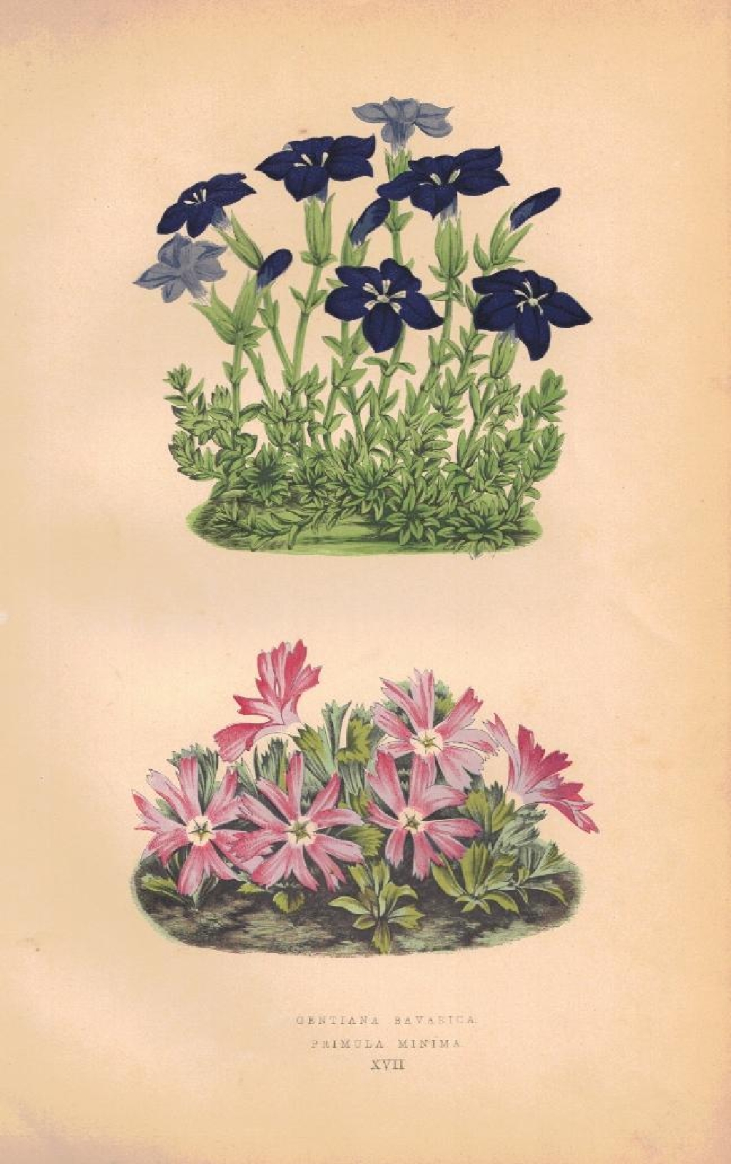 [rycina, 1873] Gentiana Bavarica, Primula Minima (Goryczka bawarska, Pierwiosnek maleńki)