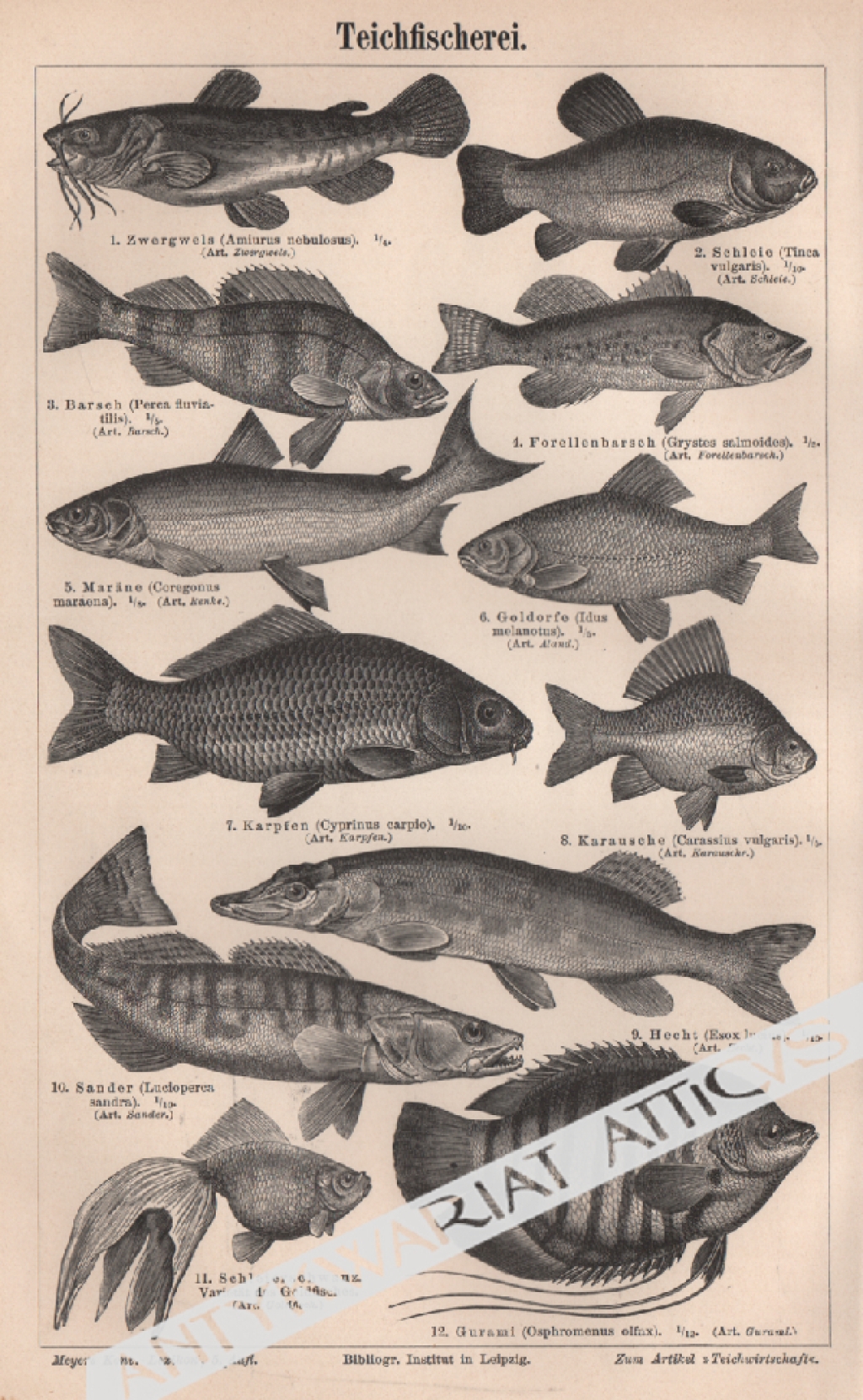 [rycina, 1897] Teichfischerei  [ryby łowne]