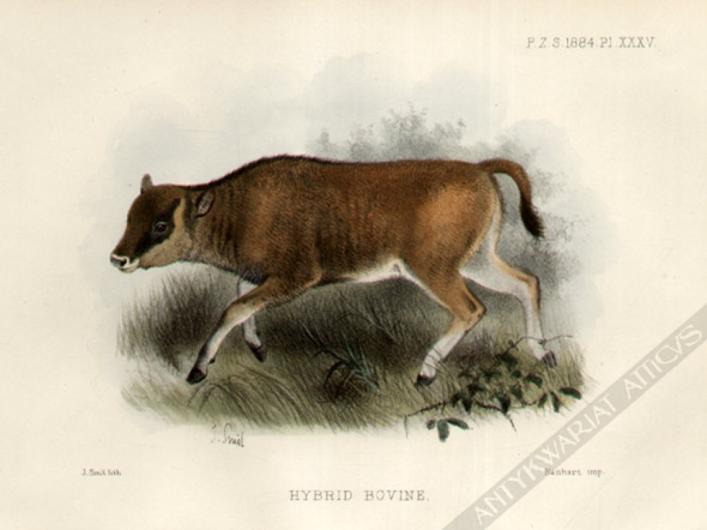 [rycina, 1887] Hybrid Bovine