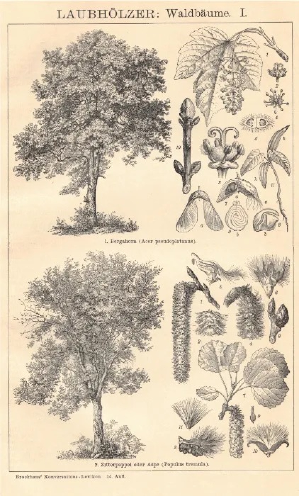 [ryciny, 1902] Laubholzer: I-VI [drzewa liściaste]