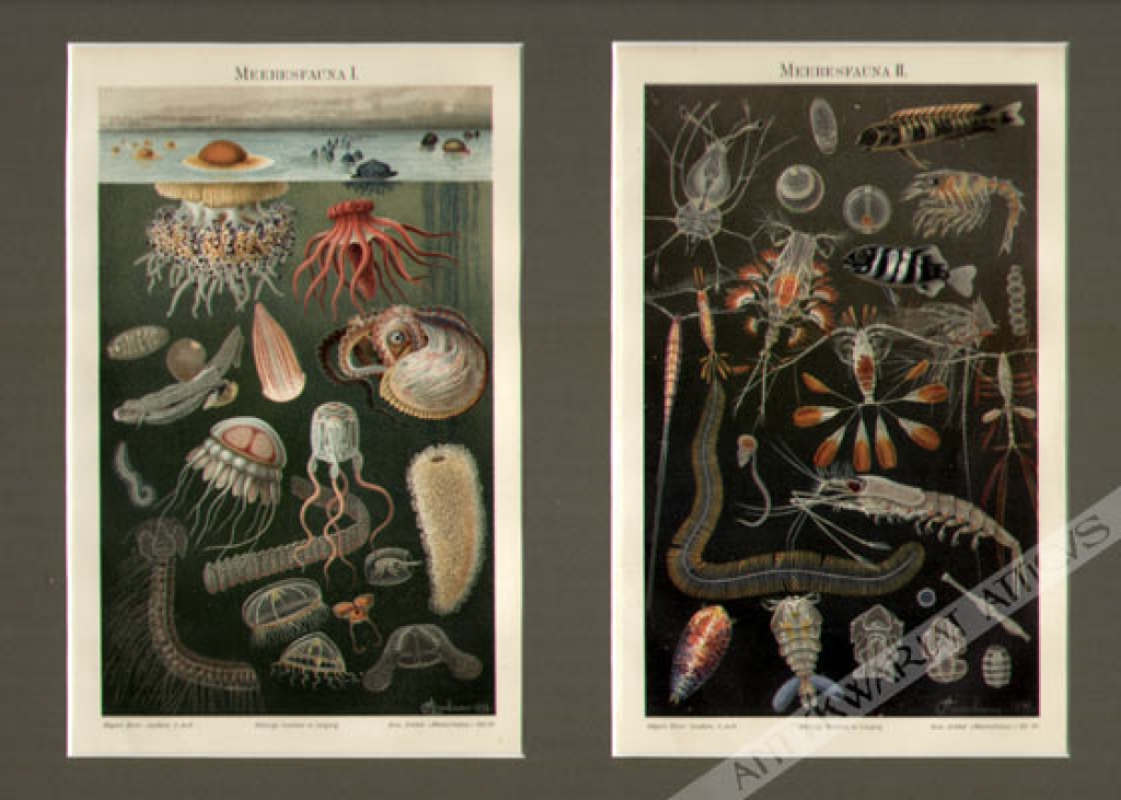[rycina, 1899] Meeresfauna I-II [fauna morska]