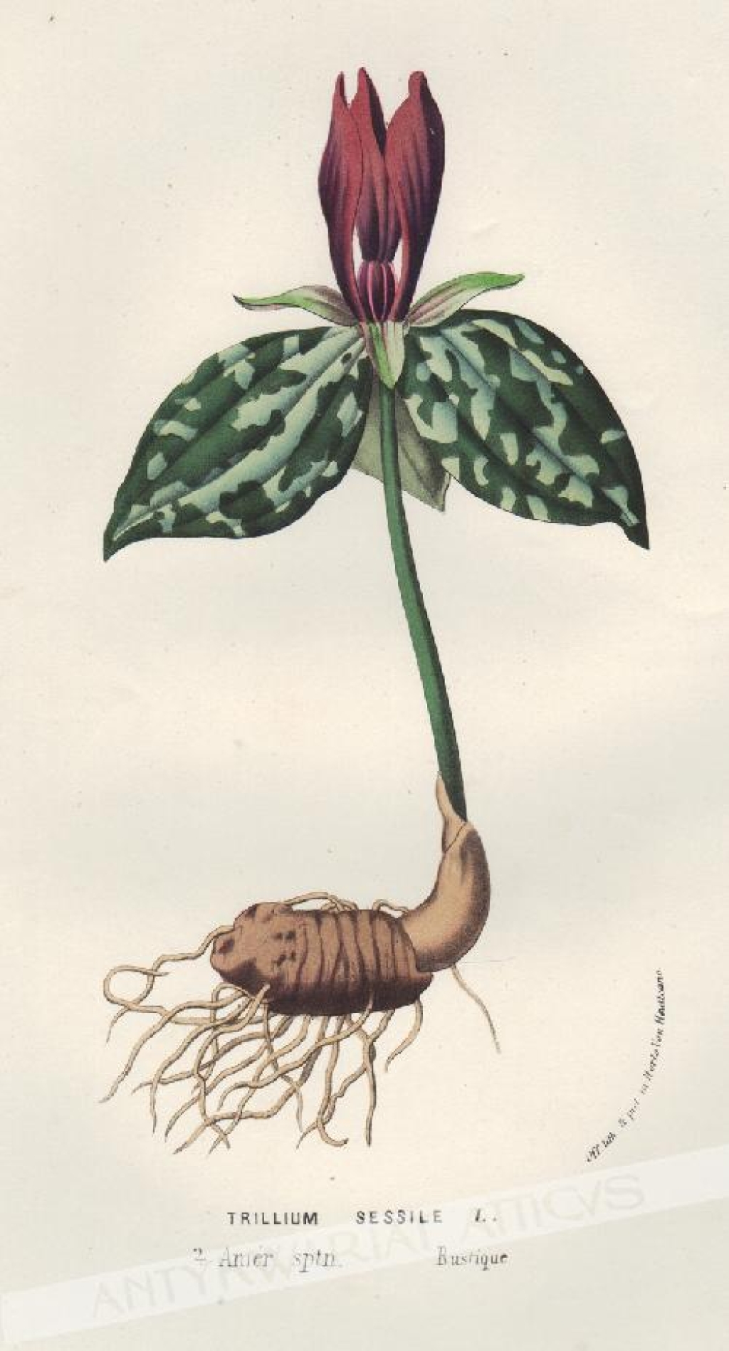 [rycina, ok. 1880] Trillium Sessile L. [rodzina melantkowate]