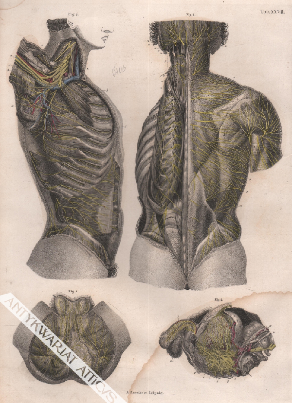 [rycina, 1871] Die Nerven an der hintern, seitlichen und untern Flache des Rumpfes