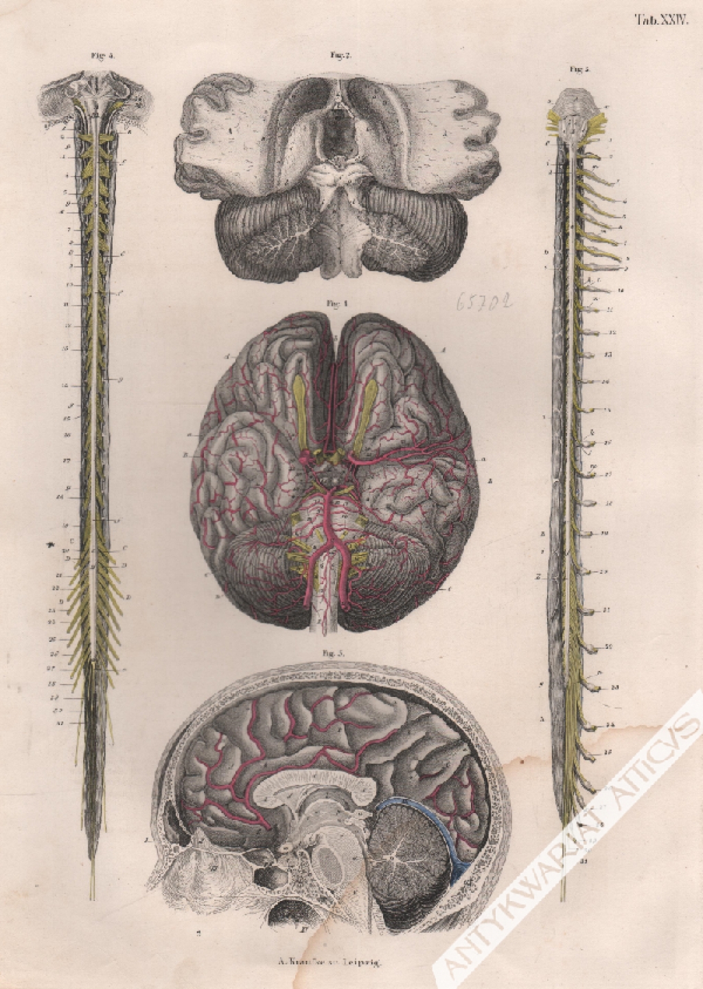 [rycina, 1871] Das Gehirn (mit seinen Arterien) und das Ruckenmark [mózg i rdzień kręgowy]