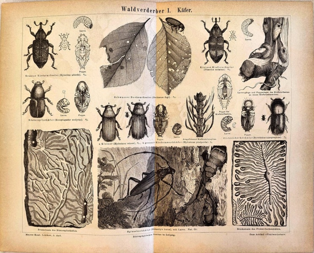 [rycina, 1878] Waldverderber I (Kafer) [szkodniki drzew, chrząszcze]