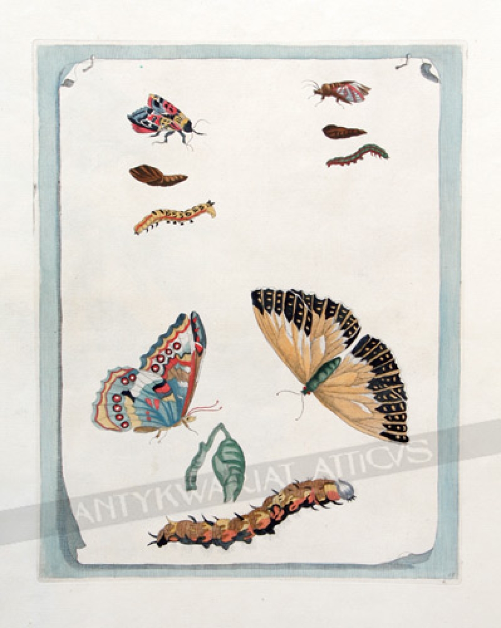 [rycina, ok. 1730]  [Heather Butterfly and Fly Metamorphic Study]