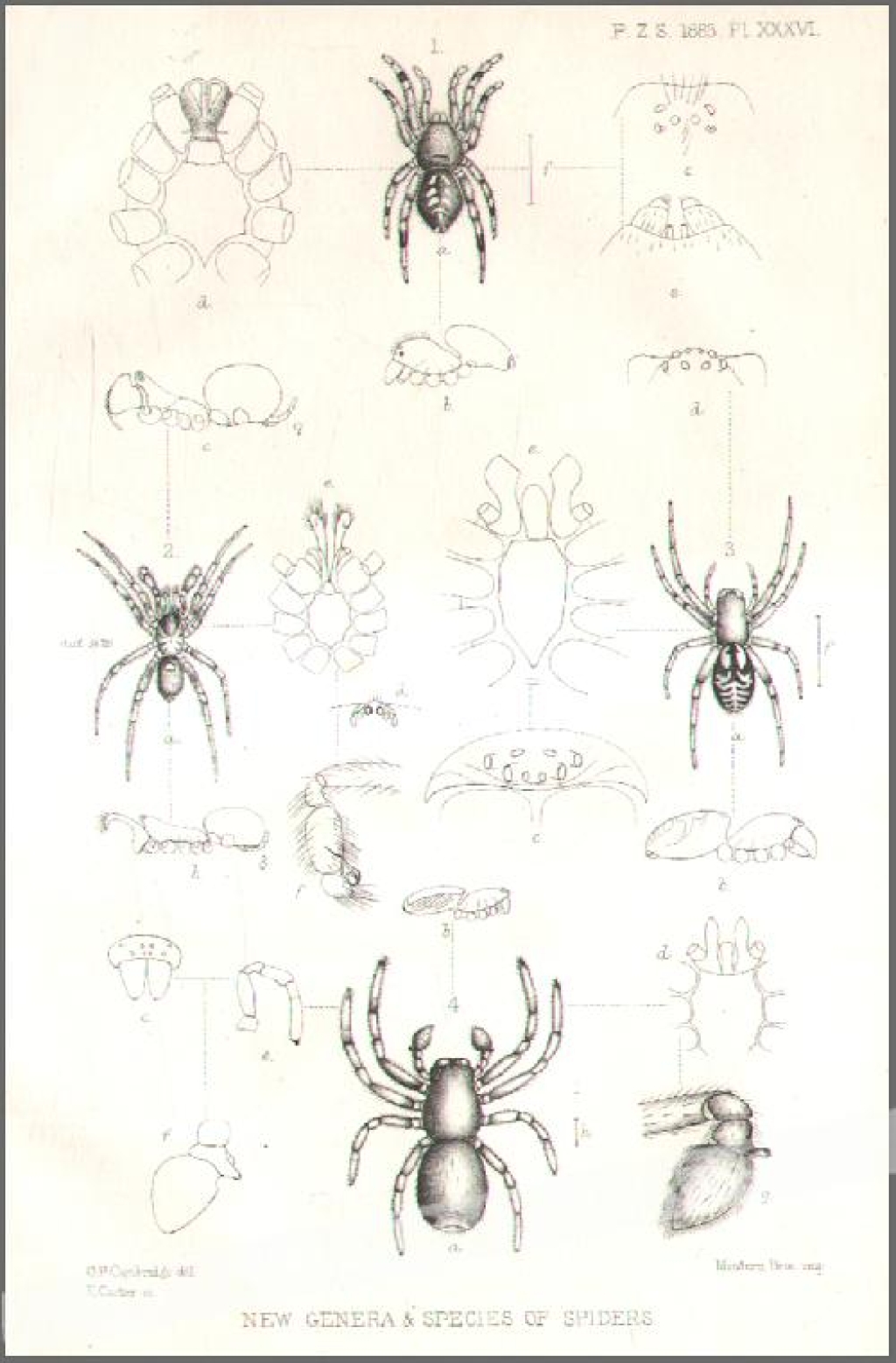 [rycina, 1883] New Genera & Species of Spiders  [pająki]