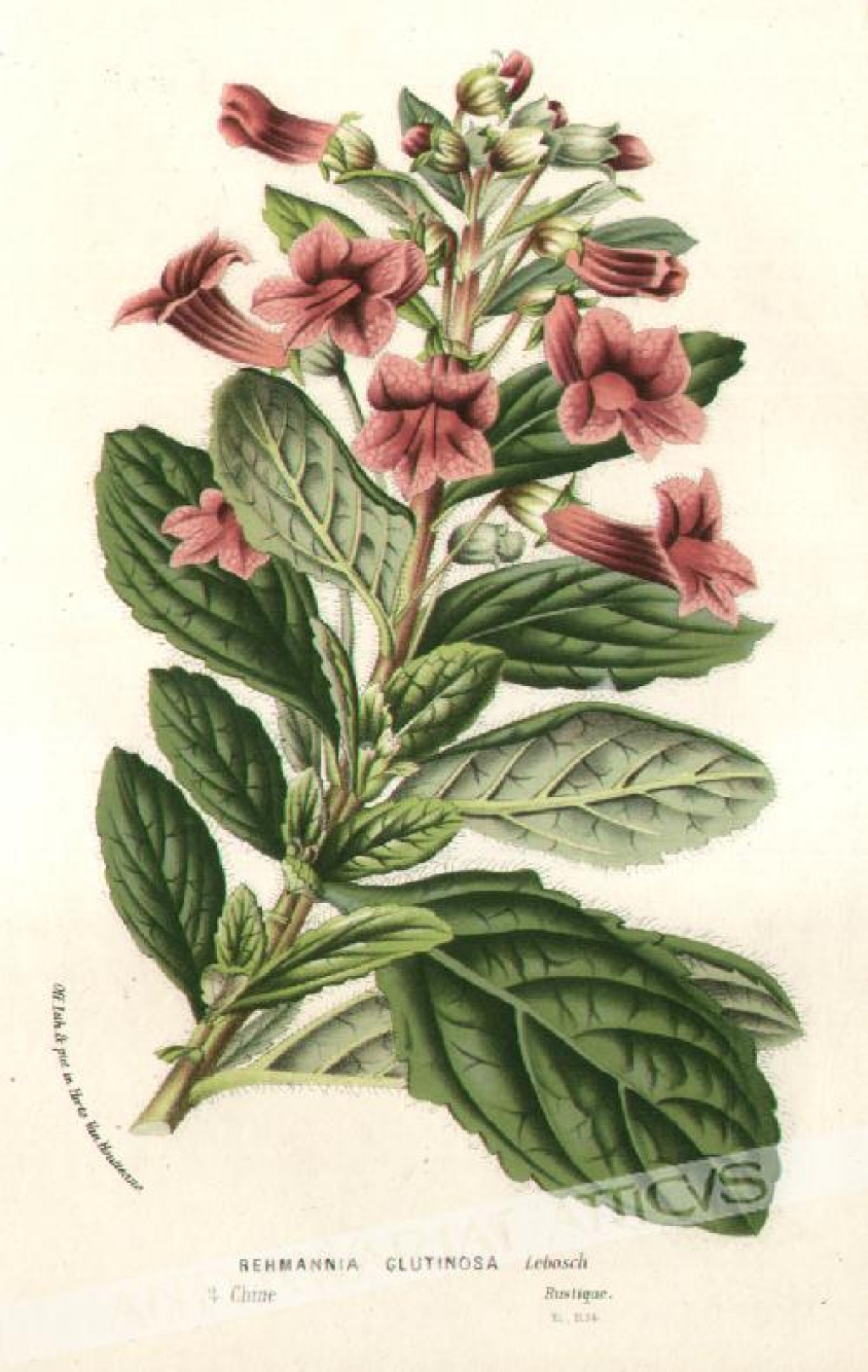 [rycina, 1856] Rehmannia Glutinosa