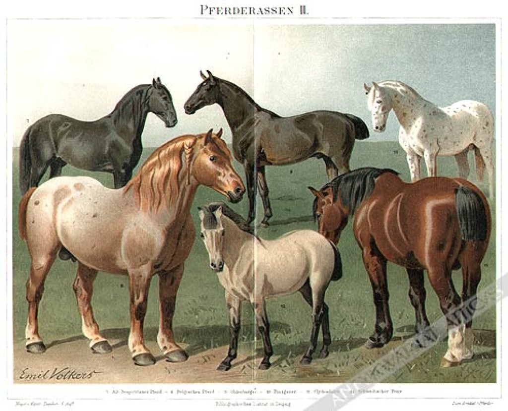 [rycina, 1897] Pferderassen II. [rasy koni]