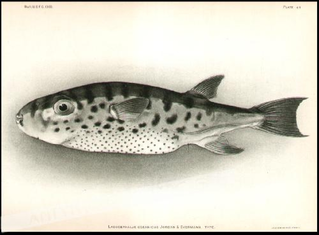 [rycina, 1903] Lagocephalus Oceanicus Jordan & Evermann. Type