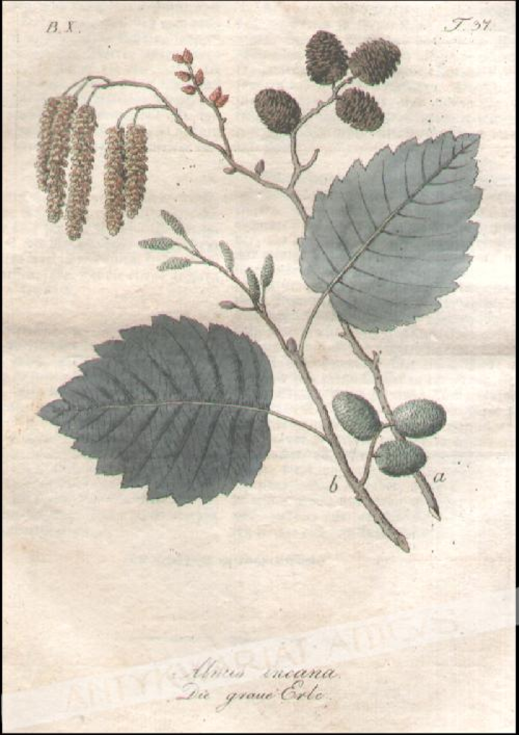 [rycina, 1821] Alnus incana. Die graue Erle [Olsza szara]