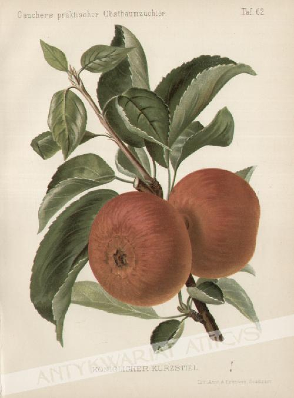 [rycina, 1894] Königlicher Kurzstiel [odmiana jabłka Krótkonóżka Królewska]