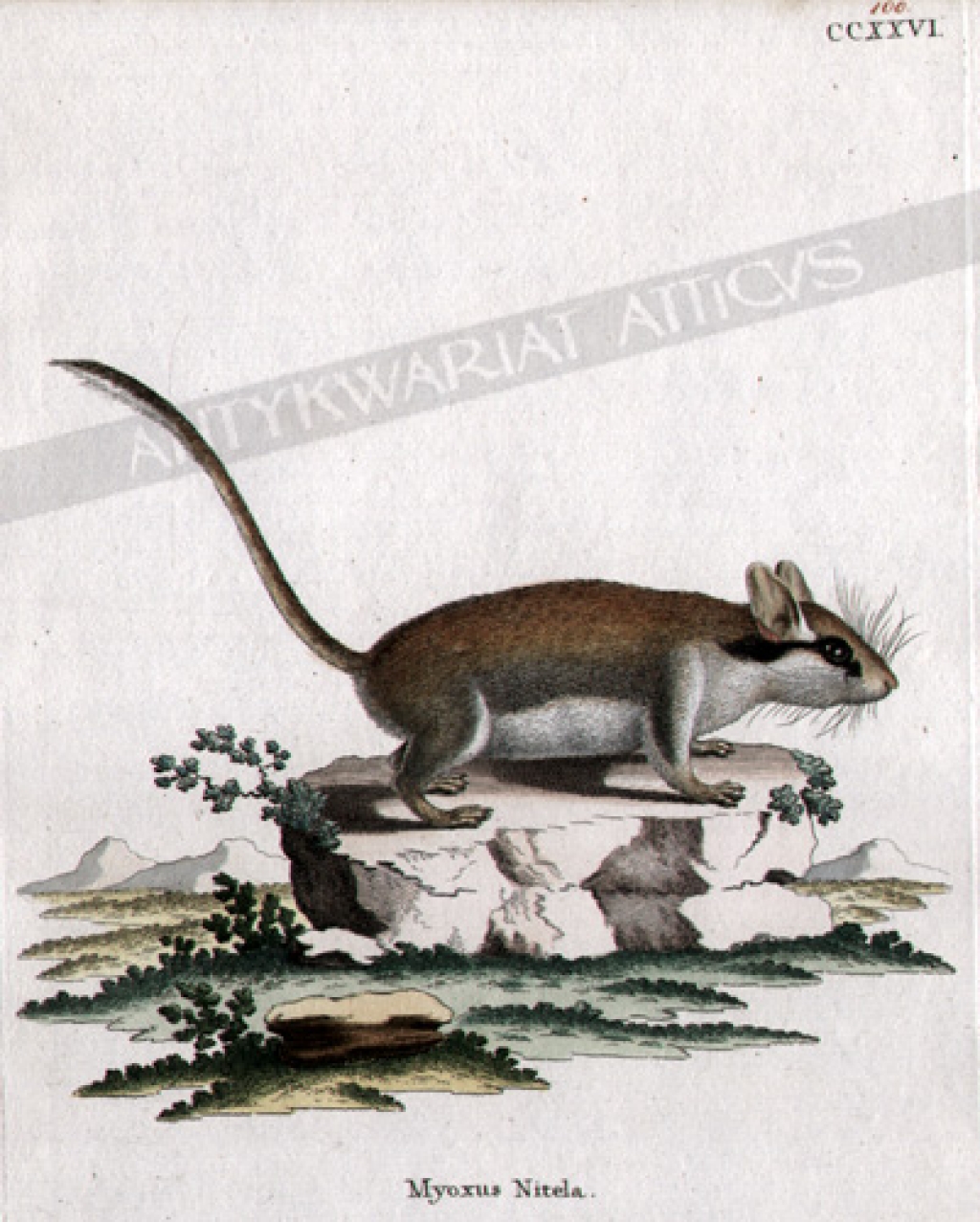[rycina, ok.1775] Myoxus Nitela [Koszatka orzechowa]