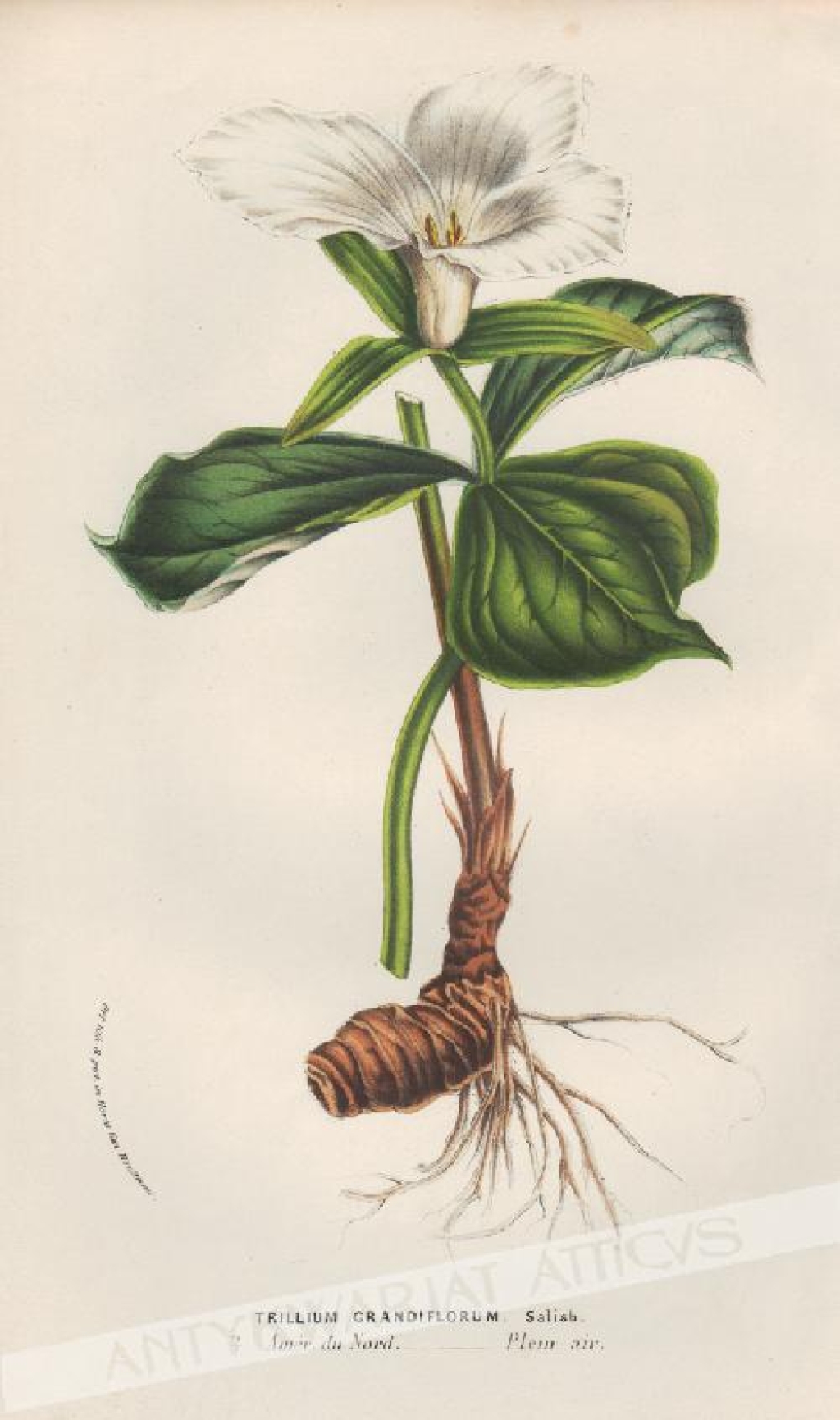 [rycina, ok.1880] Trillium Grandiflorum [Trójlist wielkokwiatowy]