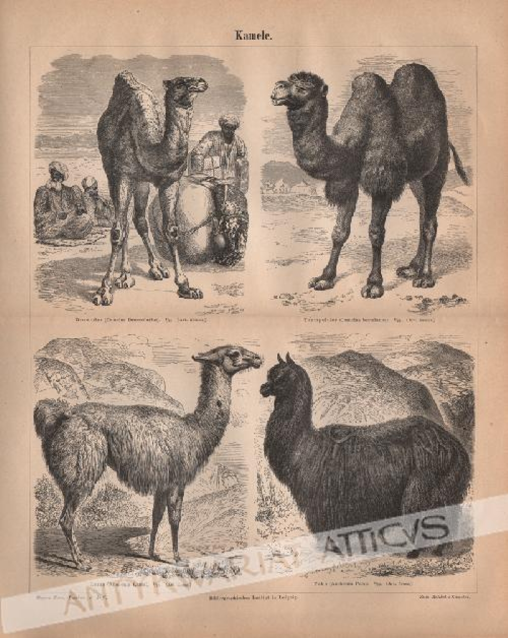 [rycina, ok. 1890] Kamele [Wielbłądowate]